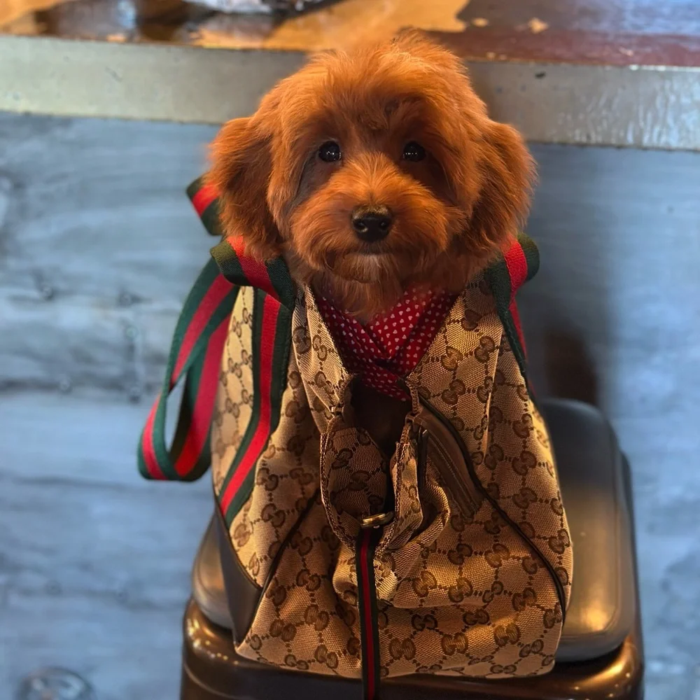 Gucci dog carrier bag 🐕